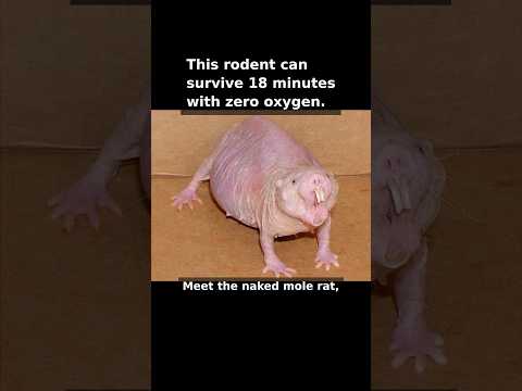 This Rodent Can Survive 18 Minutes Without Oxygen