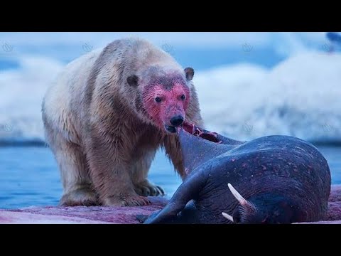 POLAR BEAR ─ Deadliest Beast of the Arctic