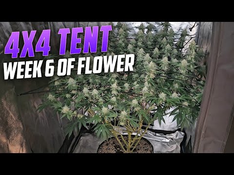 Seed to Harvest Guide to Growing Weed For New Growers, Spiderfarmer SE-7000 & 4x4 Tent