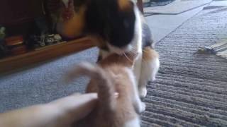 5/1/17 kittens ( ad mommy cat ginger and coda)