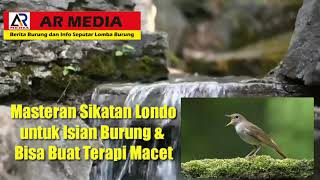Download lagu Masteran Sikatan Londo Untuk Isian Burung dan Terapi Macet mp3 Download lagu Masteran Sikatan Londo Untuk Isian Burung dan Terapi Macet mp3