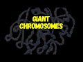 Giant Chromosomes Explained: The Key to Genetic Mapping
