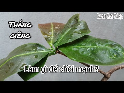 Chăm sóc mai tháng giêng. Làm gì để chồi mạnh?