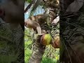 Monkey Picking Coconuts. #wildlife #wildlifeentertainment #animals #animalfacts #monkey