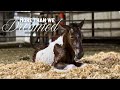 A Foal Is Born Natural Horse Birth And Delivery Beautiful Baby Horse