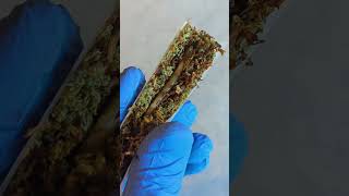 Rosin Donut Spliff Euro-Stylin #cannabiscommunity #cannabisculture #hash #spliff