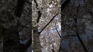 Download lagu Bunga Sakura Jepang #japan #shorts #bungasakura mp3