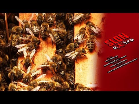 NAJAVA - Agro kutak - Hobi pčelarstvo - najčešće početničke greške - 19.09.2017.