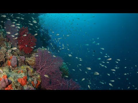 UNDERWATER PARADISE 8K HDR – Marine Life and Ocean Animals 8K Ultra &HD