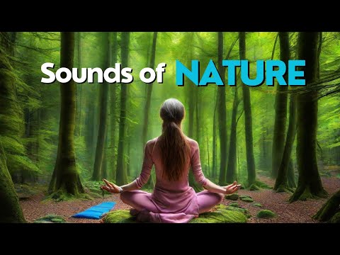 Forest sounds, forest noises, sounds of nature 2 hours of relaxation ideal for meditation