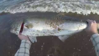 Surf Fishing for Bluefish with Bunker Chunks (May 2016)
