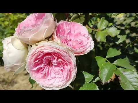 Обзор розы Помпон Фловер Циркус / Пашмина (Pashmina). Романтичная патио малышка