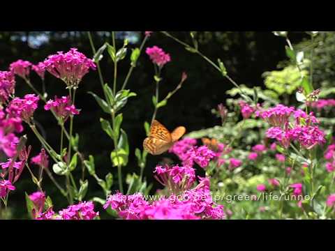 ミドリヒョウモンの飛翔　Argynnis paphia