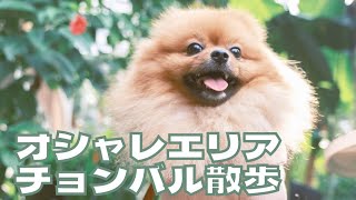 シンガポールの代官山と呼ばれるオシャレエリアをお散歩！