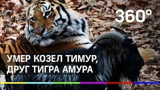 Тигр амур и козёл тимур