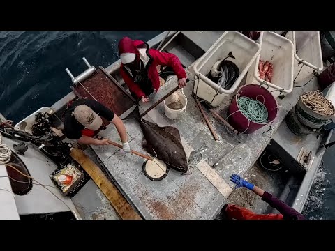 First Set of the Season! Halibut, Sharks & More! From Every Angle, even Underwater! Amazing Footage!