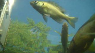 preview picture of video 'FlipHD Underwater Cam - Feeding Fish and Ducks (Redwood, NY)'