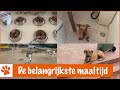 Deel 2: Alle dieren krijgen te eten | DierenpraatTV
