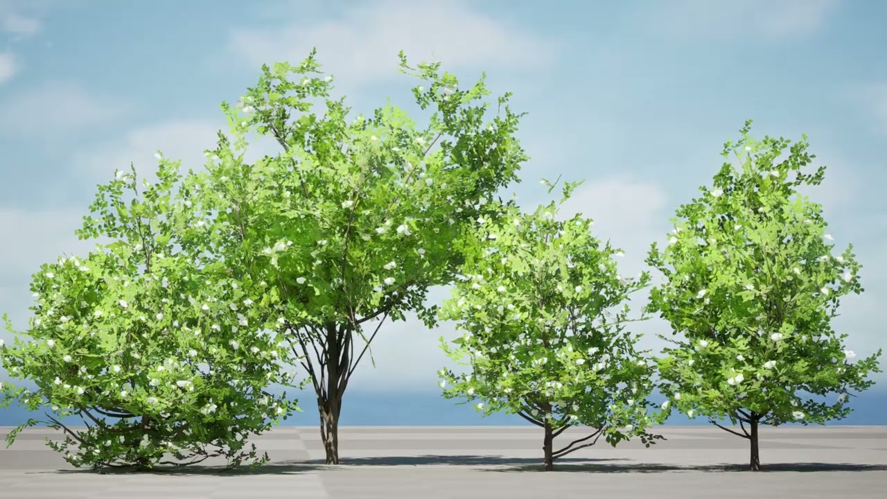 Japanese Privet 3D Model