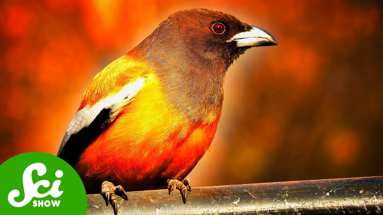 The Birds That Eat Fire