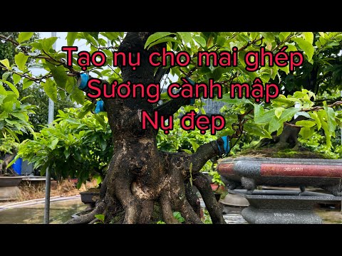 Tạo nụ cho mai ghép- cần xử lý những gì ?