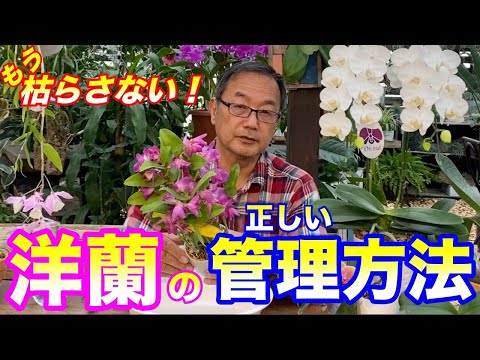 重曹を使って蘭に再び花を咲かせる方法は？すべきこととしてはいけないこと  庭園