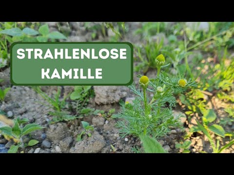 Die Strahlenlose Kamille in meinem Garten