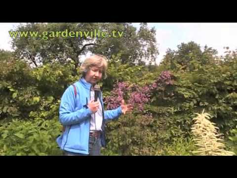 Thalictrum delavayi "Hewitt's Double".m4v