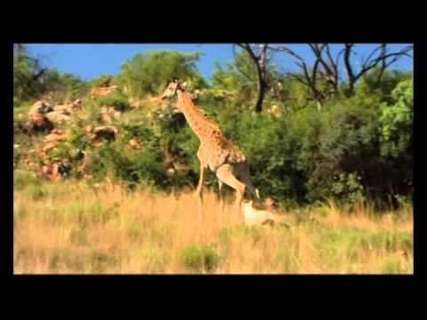 LE LION BLANC DE LA VALLEE DU LIMPODO  Bande-annonce