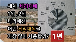 체리재배 정보 자료 , 체리대목별 특성과 문제점 1편