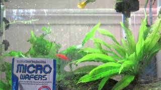 The Goon Sax - Health Foods