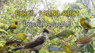 Download lagu Suara Pikat Burcil Ampuh Paling Ribut mp3