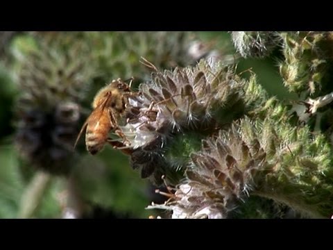 Keeping Bees Buzzing And Busy