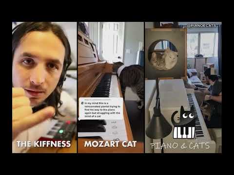 The Kiffness x Mozart Cat x Piano & Cats