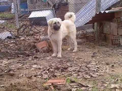 Izvorni Sarplaninci od Zlate