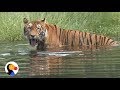 Circus Big Cats Rescue These Big Cats Are Finally Safe The Dodo