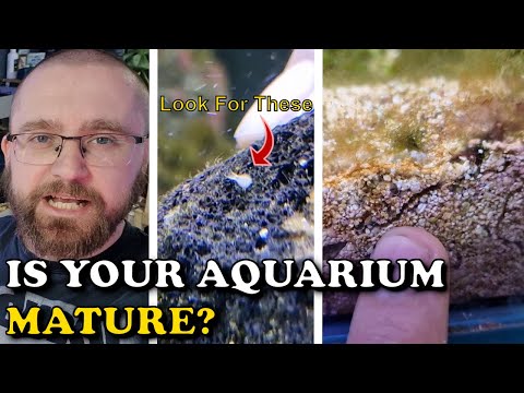 5 Signs Your Marine Aquarium Is Maturing | Know When Your Reef Tank Is Cycling Properly