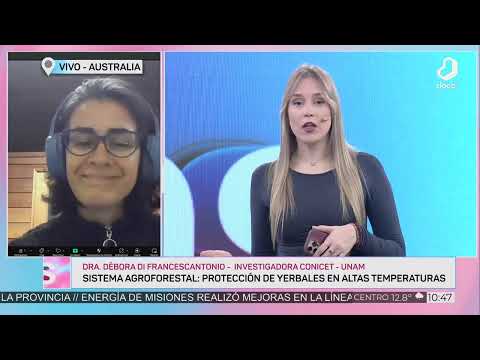 #Conectadas: estudio analizó la incorporación de árboles para mejorar el rendimiento de yerba mate