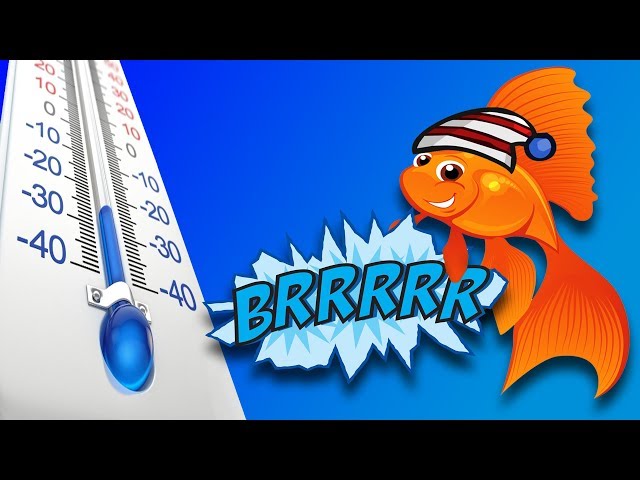 Unheated Aquariums - REAL FISH TALK 13