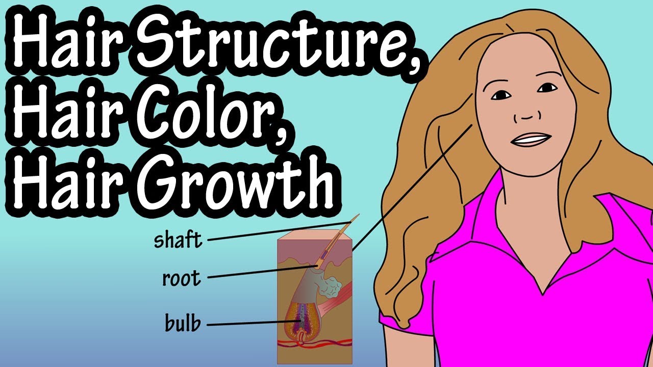 Structure Of Hair Follicle - Hair Color - How Does Hair Growth Work