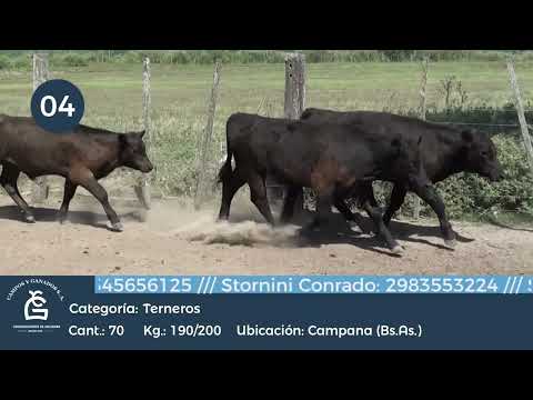 Lote Machos - Campana Bs As