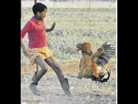 Rooster Attack compilation