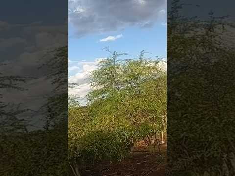 PRIMEIRA CHUVA DA PRIMAVERA AQUI NO SÍTIO CABELO CARNAIBA SERTÃO DE PERNAMBUCO #SERTÃO #SITIO #CHUVA