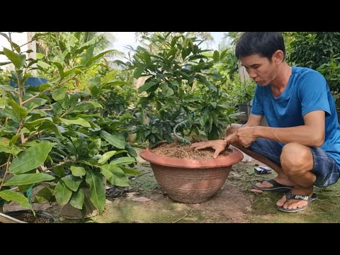 The Secret to Potting (Repotting) Apricot Trees to Grow Very Strongly.