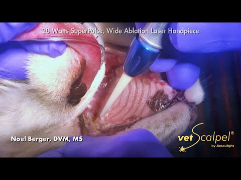 CO2 Laser Feline Stomatitis Treatment