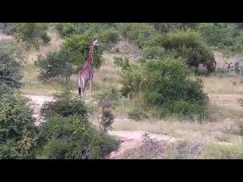 Djuma: Giraffe - 04/03/20