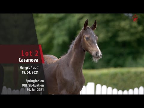 Onlive-Auktion Springfohlen Lot 2 Casanova Hengst v. Conthalou - Carolino