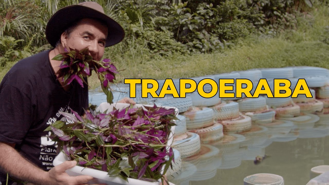 TRAPOERABA: ESSA PLANTA PODE TE DEIXAR MAIS JOVEM! 🤯🤩 - Sítio Panc