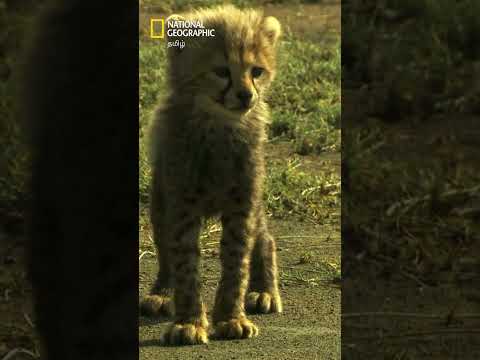 சிங்கங்களின் பகுதிக்குள் சிறுத்தைகள் ஏன் செல்லவில்லை? 🦁 #natgeo #creativekillers