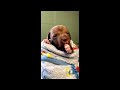 Puppy Yawning Compilation Help For Sleeping Daily Dopamine Rush